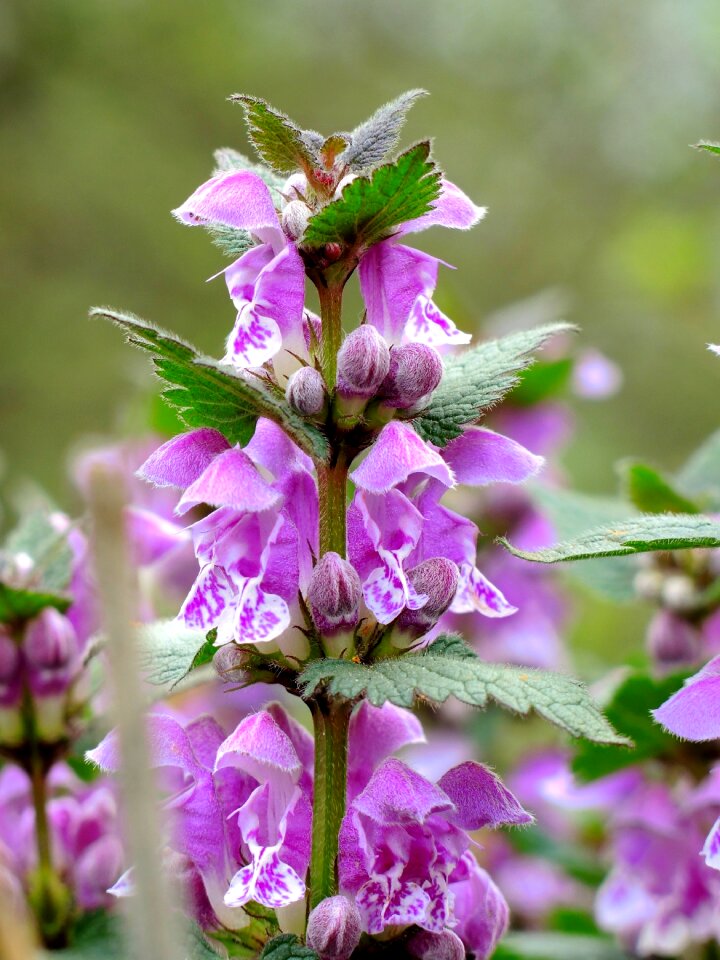 Wild flower nature photo