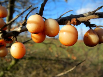 20140216Hippophae_rhamnoides13
