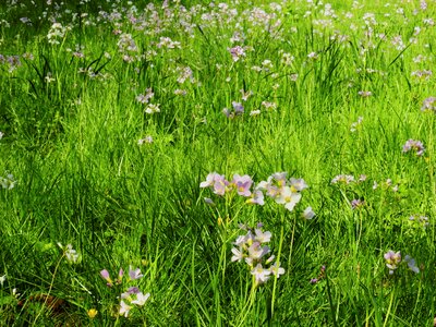 Smock weed nature photo