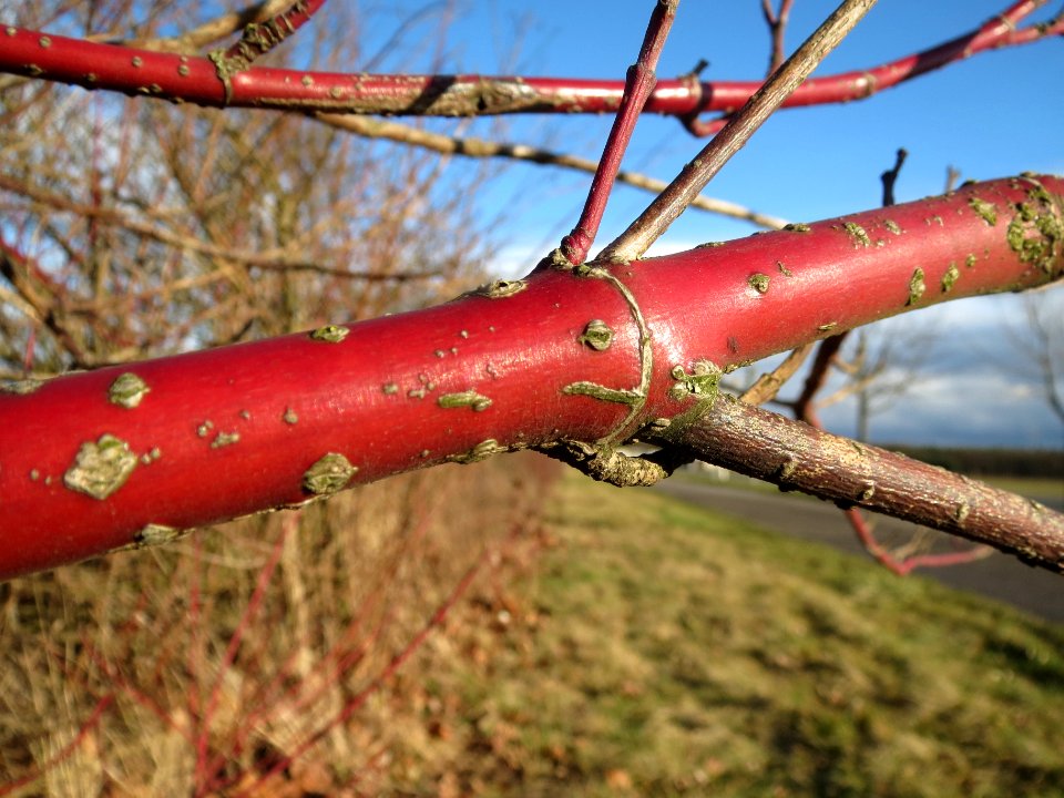 20140216Hartriegel_Neulussheim4