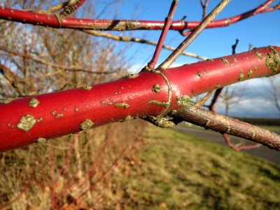 20140216Hartriegel_Neulussheim4