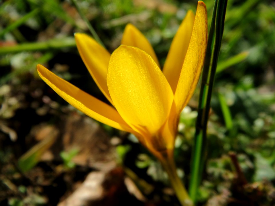 20140217Crocus_chrysanthus4