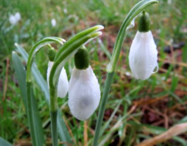 20140215Galanthus_nivalis3