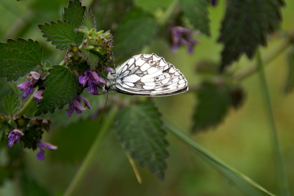 2014.06.22.120750_Melanargia_galathea_Osthofen photo