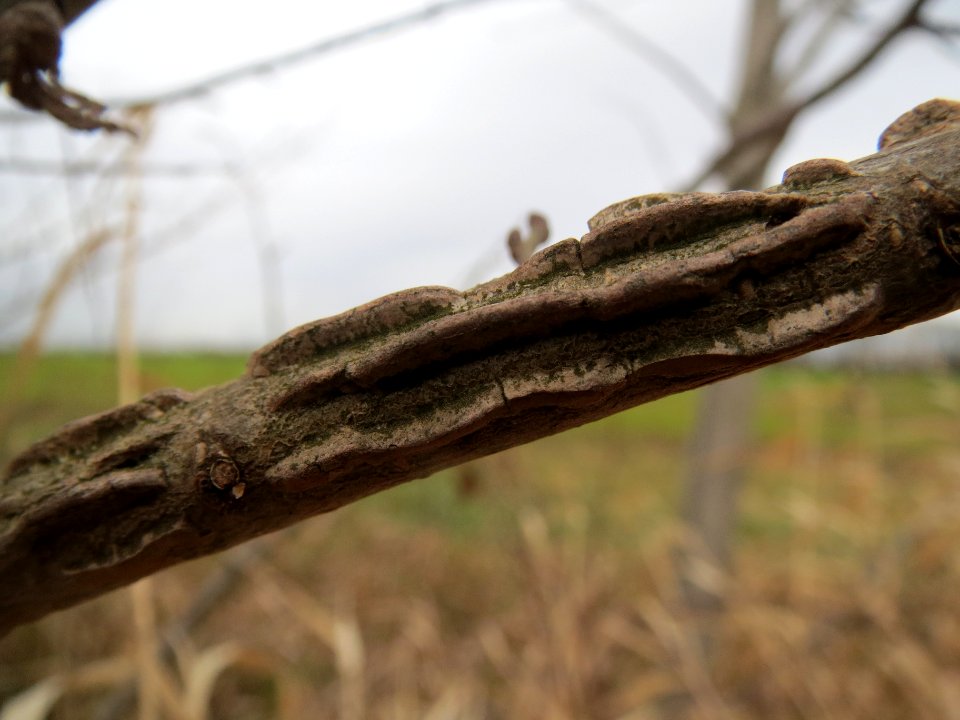 20140214Ulmus_minor9