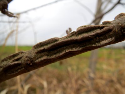 20140214Ulmus_minor9