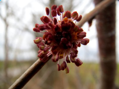 20140214Ulmus_minor6