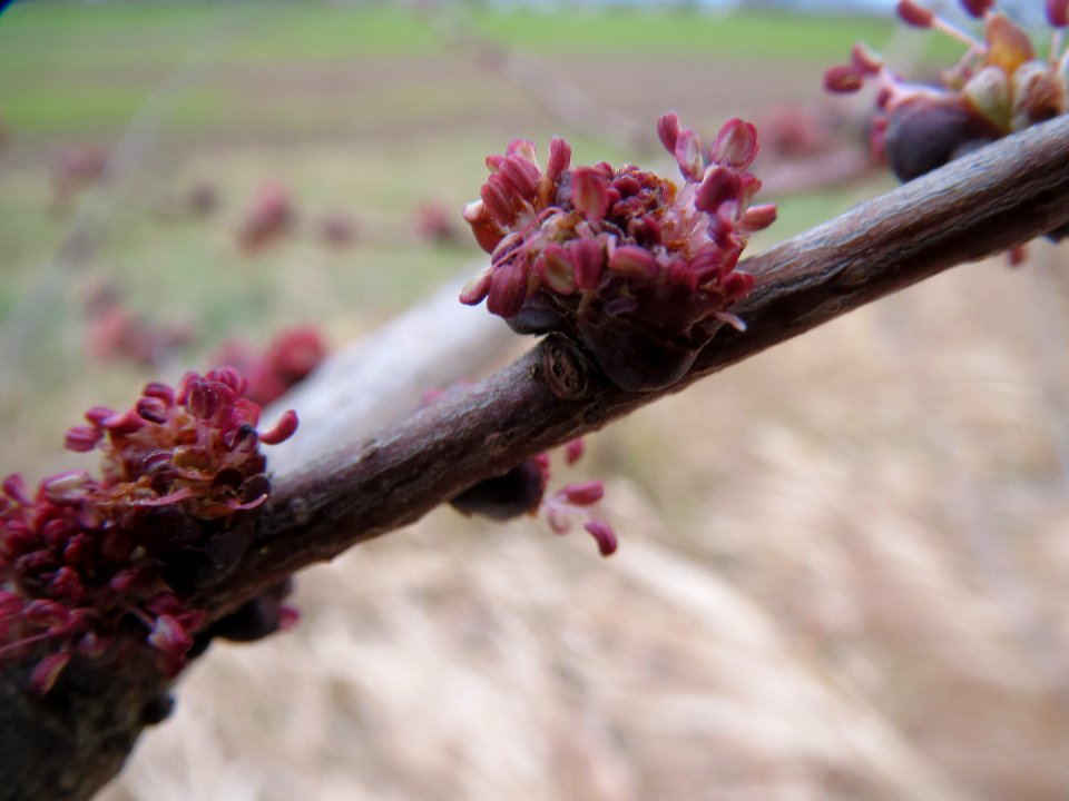 20140214Ulmus_minor2