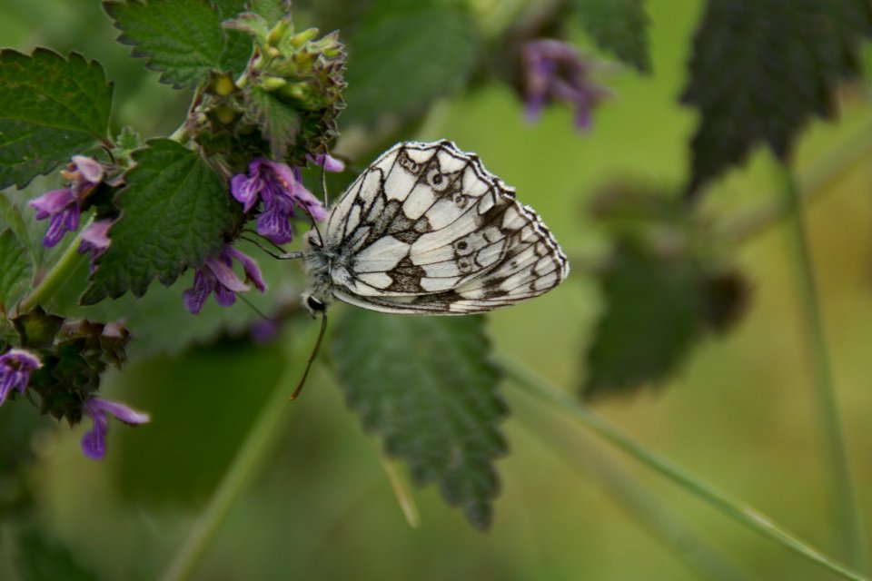 2014.06.22.120800_Melanargia_galathea_Osthofen