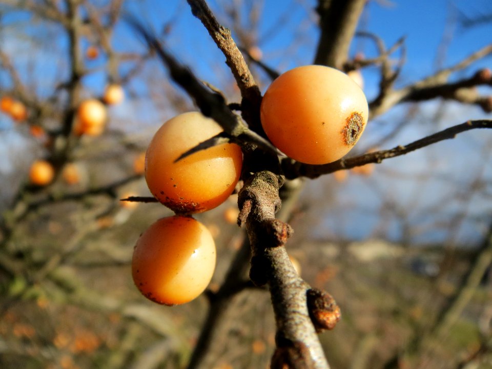 Hippophae_rhamnoides