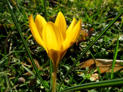 20140217Crocus_chrysanthus3