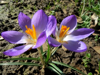 20140217Crocus_tommasinianus1 photo