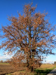 20140217Eiche_Reilingen2