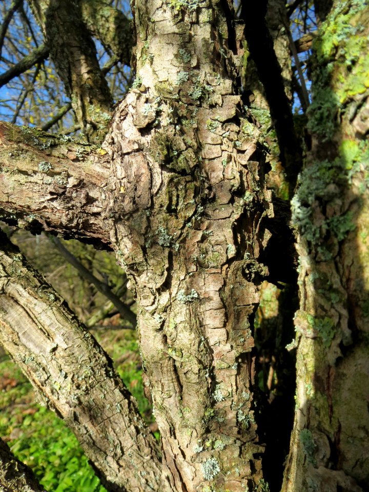 20140216Cornus_mas_Reilingen3