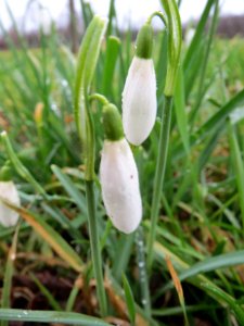 20140215Galanthus_nivalis1