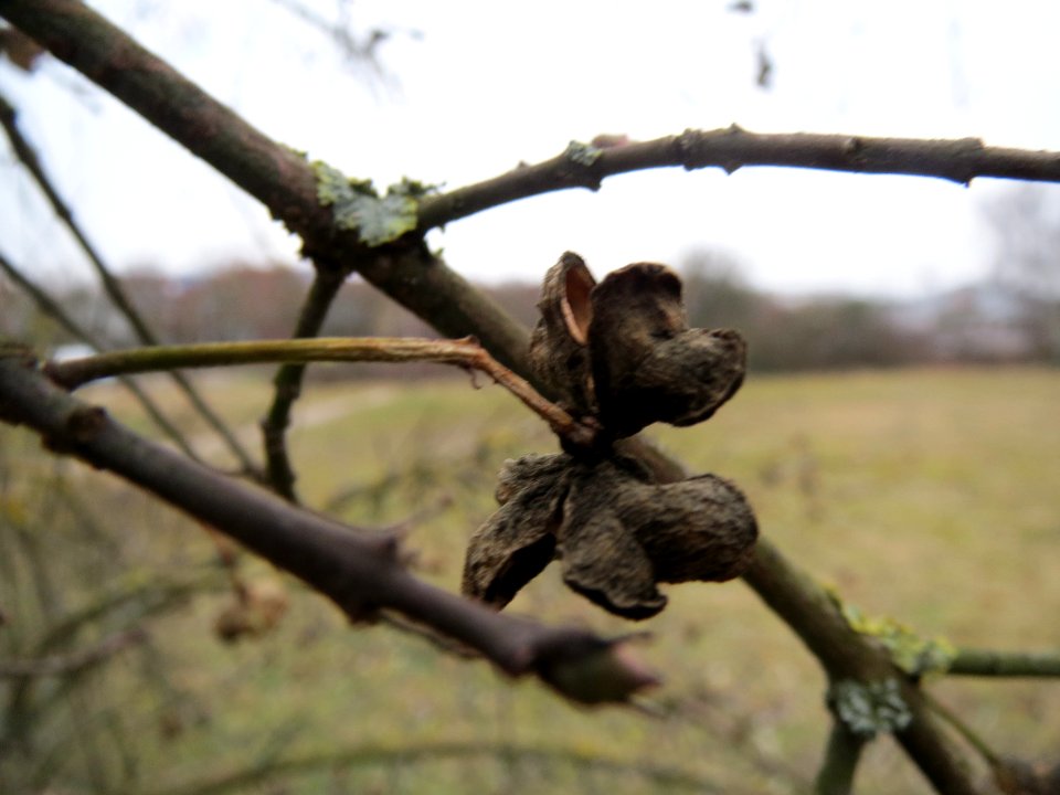 20140203Pfaffenhuetchen1