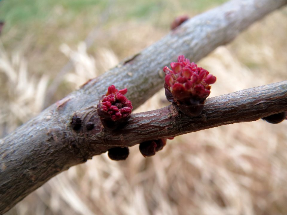 20140214Ulmus_minor1