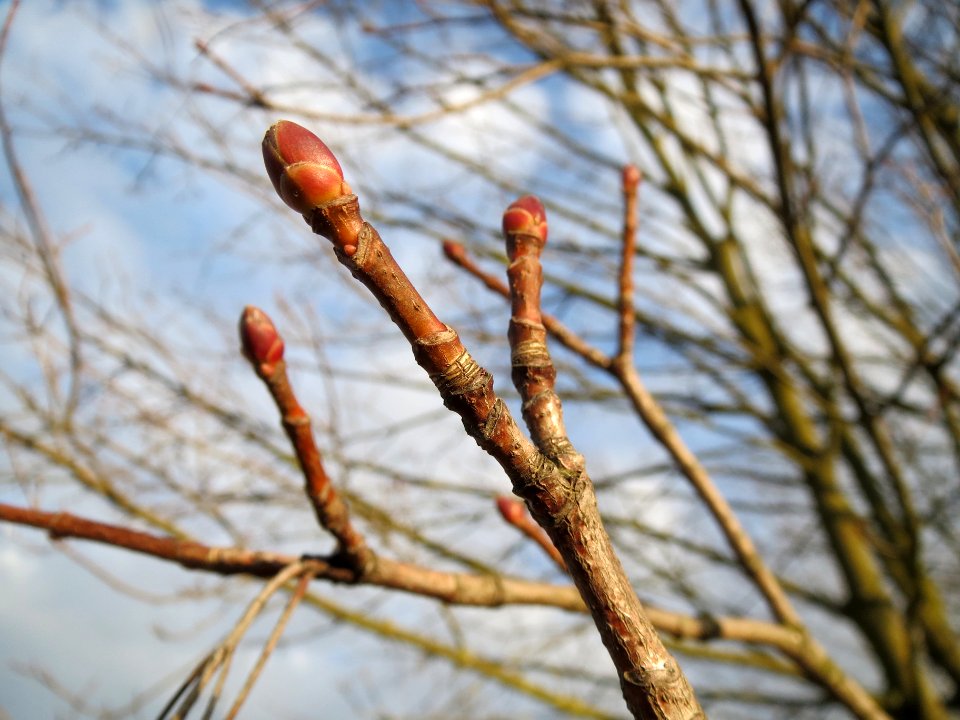 20140204Ahorn_Reilingen1