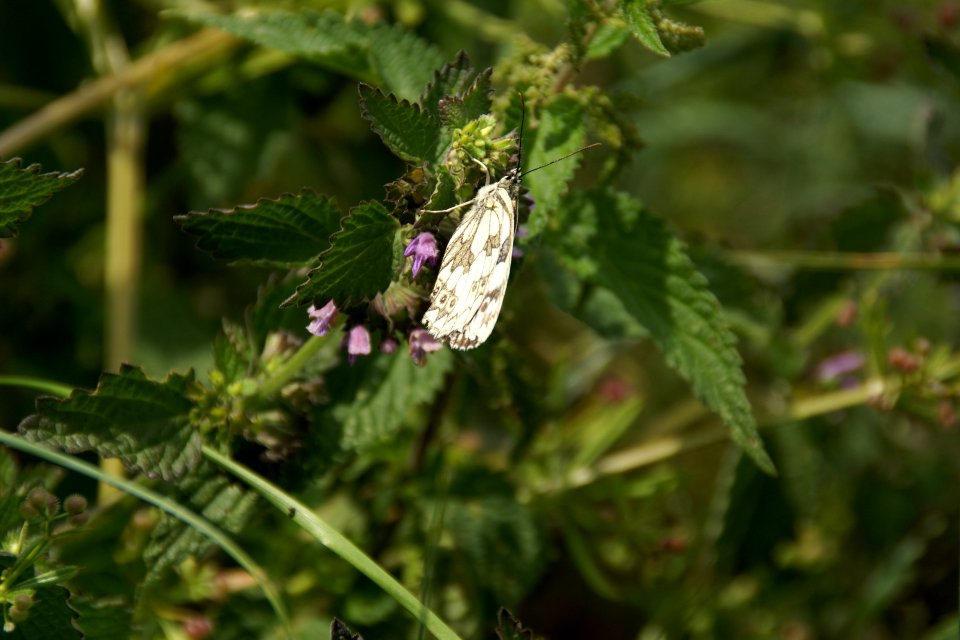 2014.06.22.120353_Melanargia_galathea_Osthofen