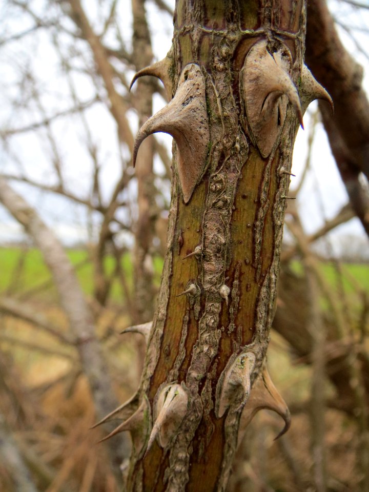 20140214Rose_Hockenheim1