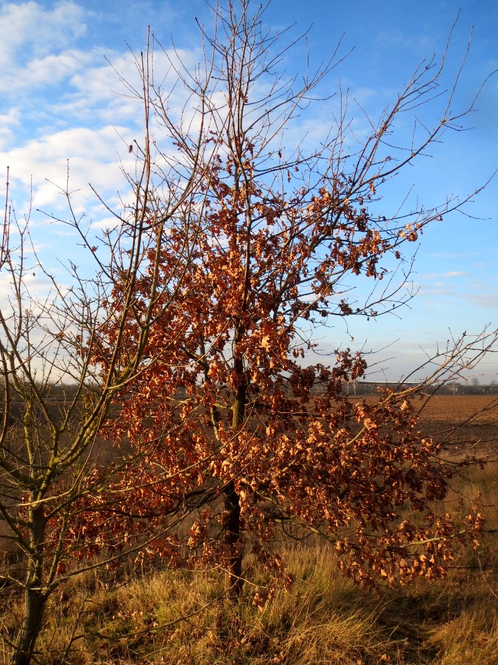 20140204Eiche_Reilingen1