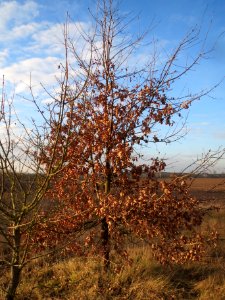 20140204Eiche_Reilingen1