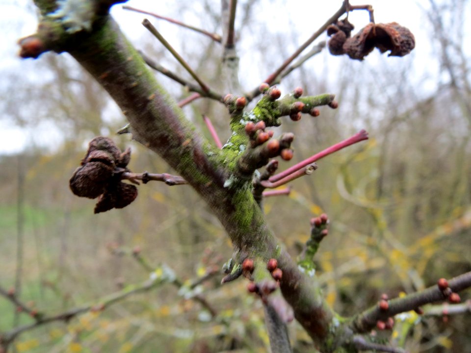 20140203Pfaffenhuetchen4