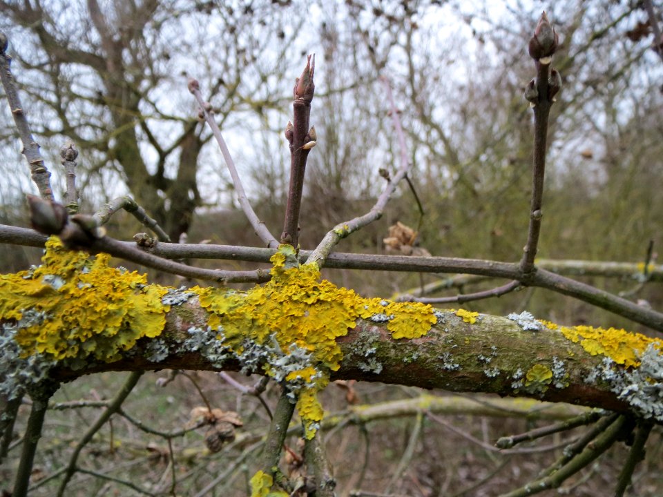 20140203Pfaffenhuetchen2