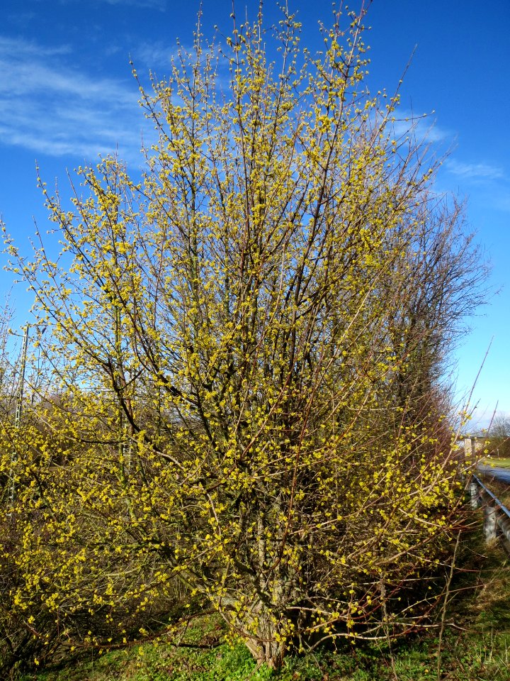 20140216Cornus_mas_Reilingen1