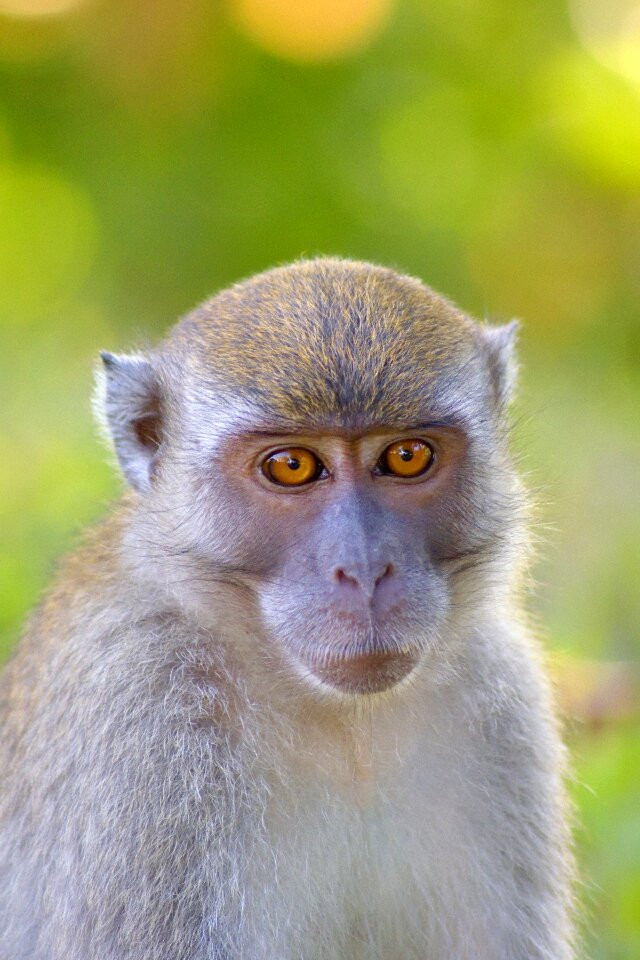 Apes mammal mammals