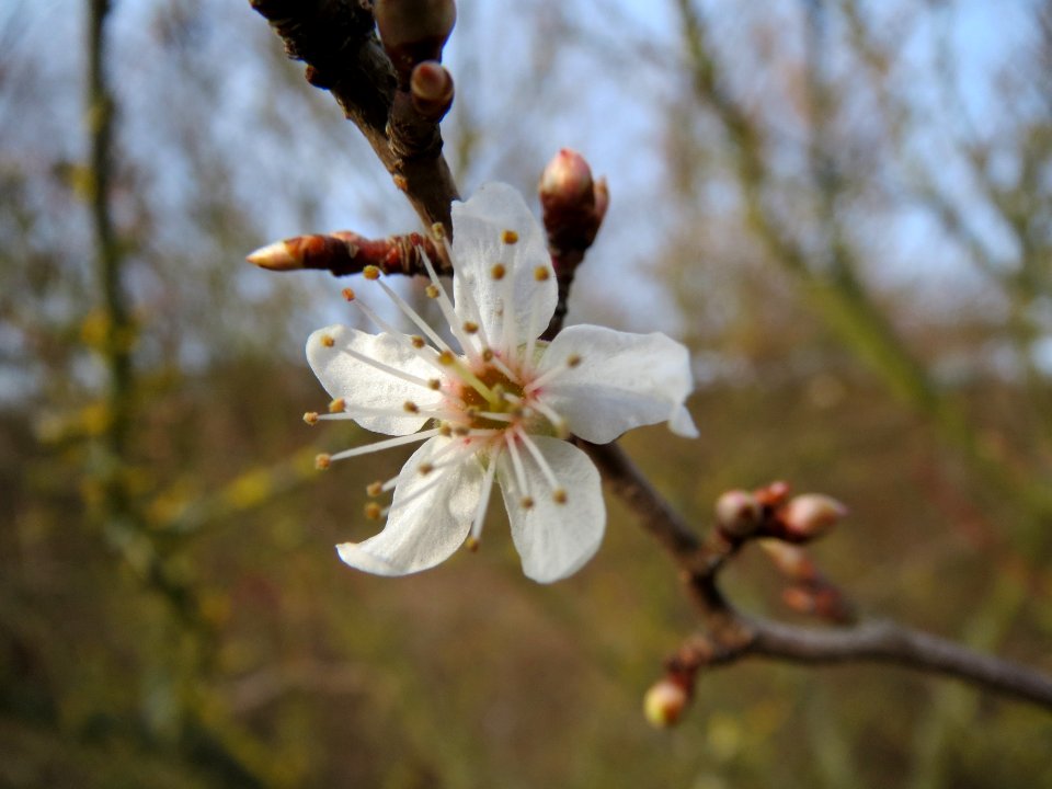 20140130Prunus_cerasifera1