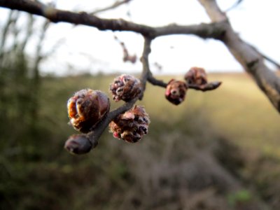 20140206Feldulme_Neulussheim15
