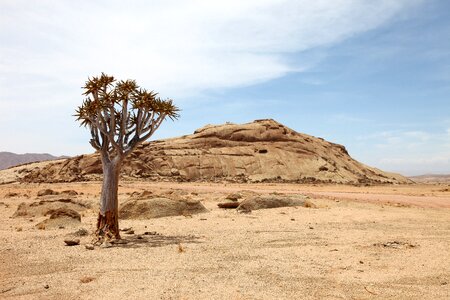 Dry tree desert photo