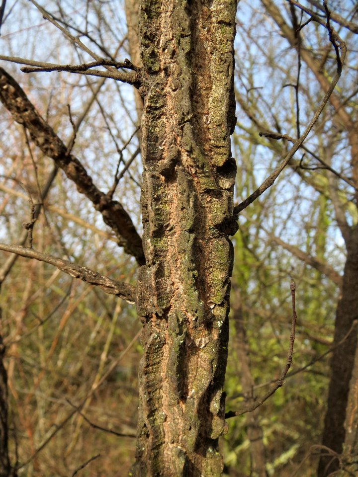20140206Feldulme_Neulussheim10