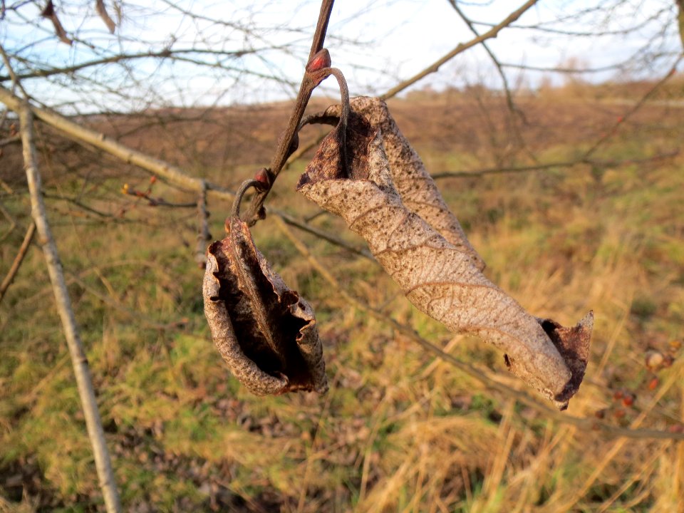 20140202Salix_Neulussheim6