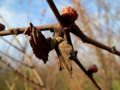 20140202Ulme_Neulussheim08