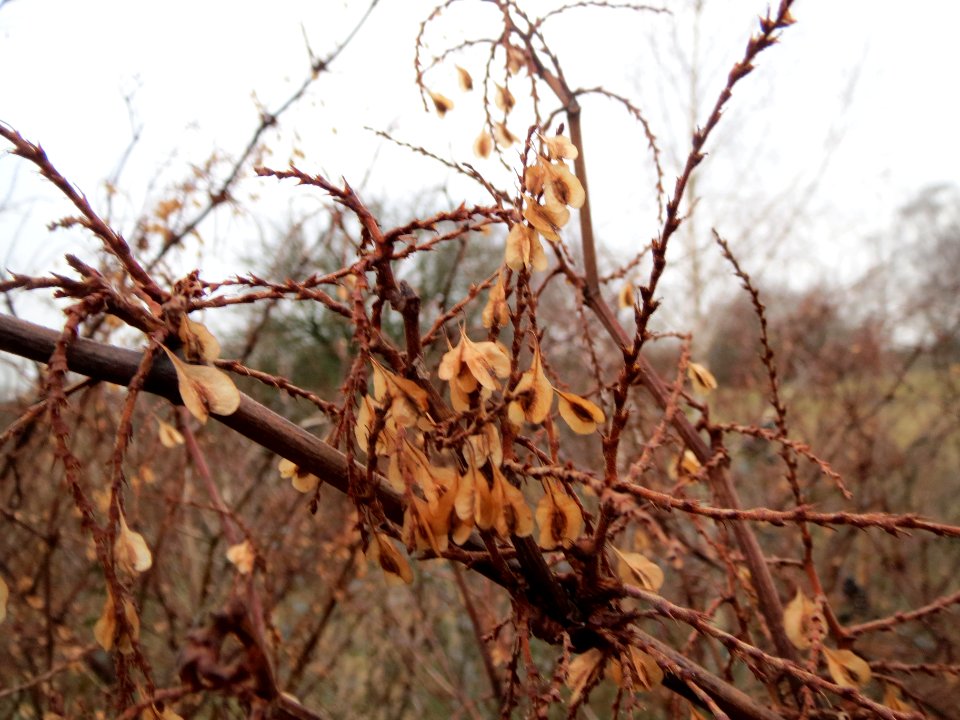 20140203Reynoutria_japonica1