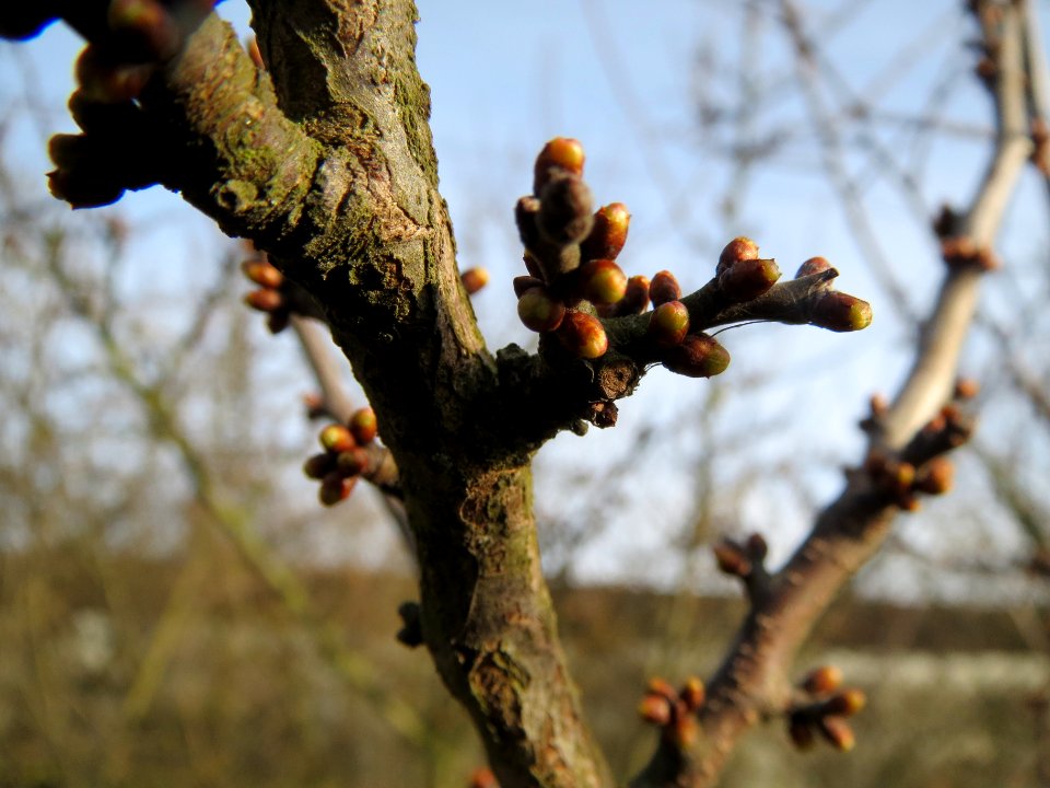 20140202Schlehe_Neulussheim