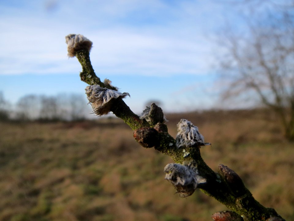 20140202Salix_Neulussheim5