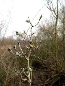 20140130Rosa_multiflora4