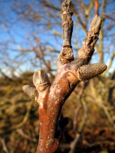 20140117Walnuss_Neulussheim4