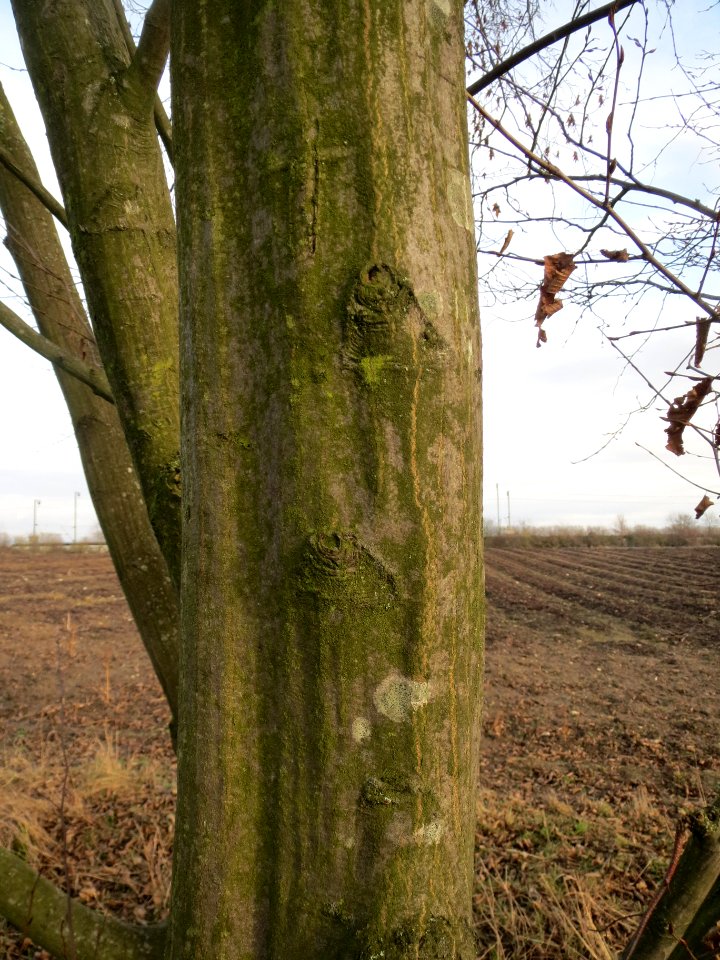 20140202Hainbuche_Neulussheim2