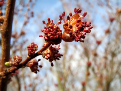 20140202Ulmus_minor04