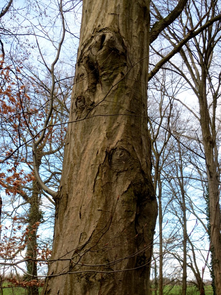 20140216Hainbuche_Altlussheim1