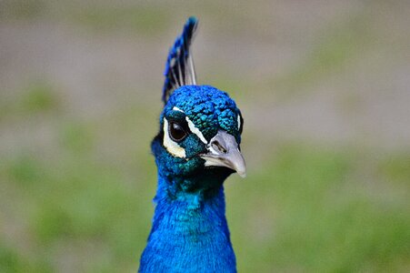 Feather bill nature
