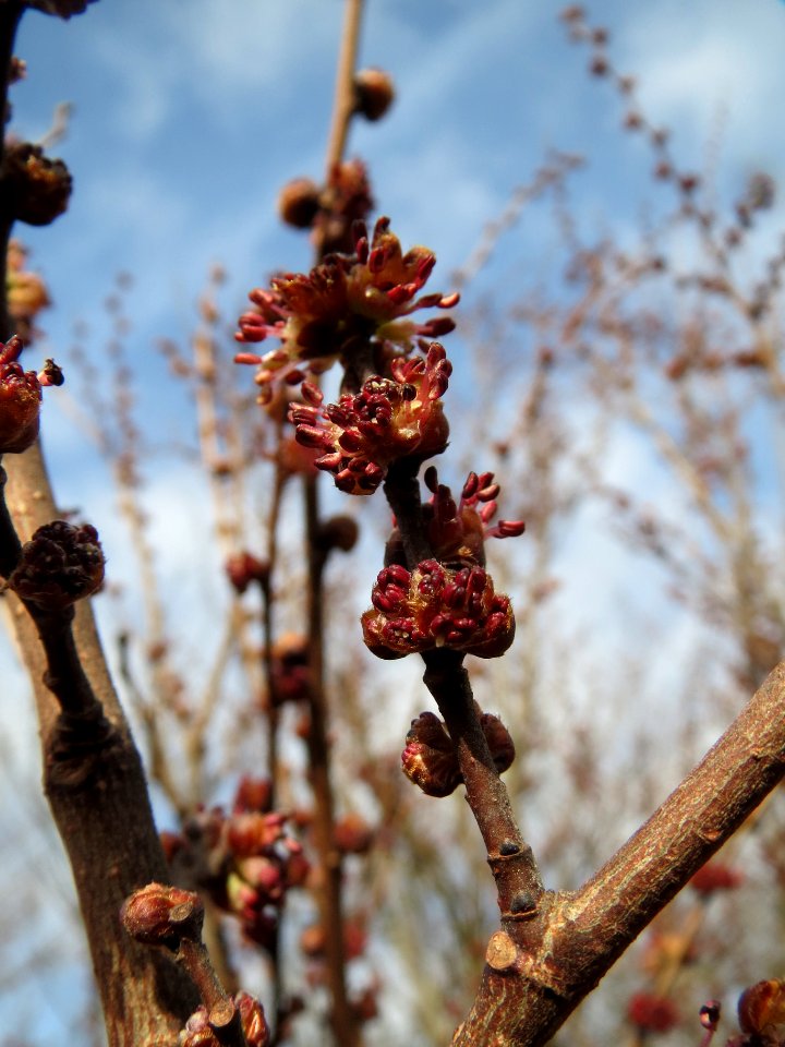 20140202Ulmus_minor05