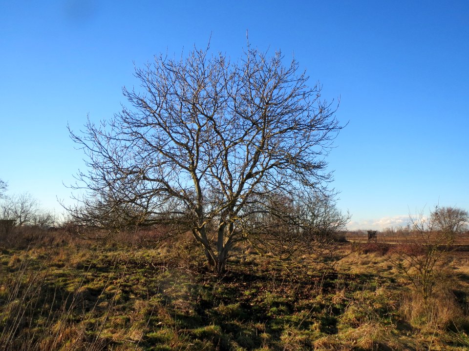 20140117Juglans_regia1
