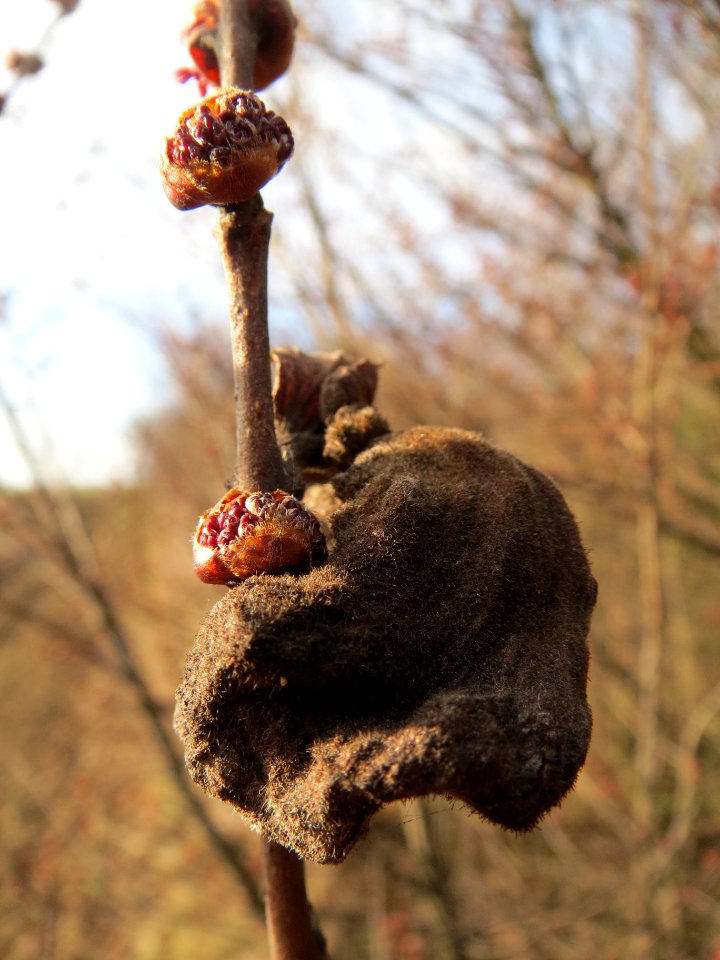 20140202Ulme_Neulussheim07