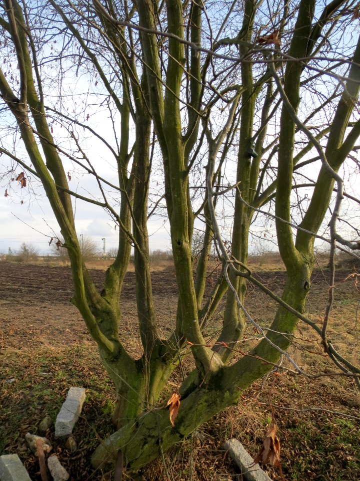 20140202Hainbuche_Neulussheim1
