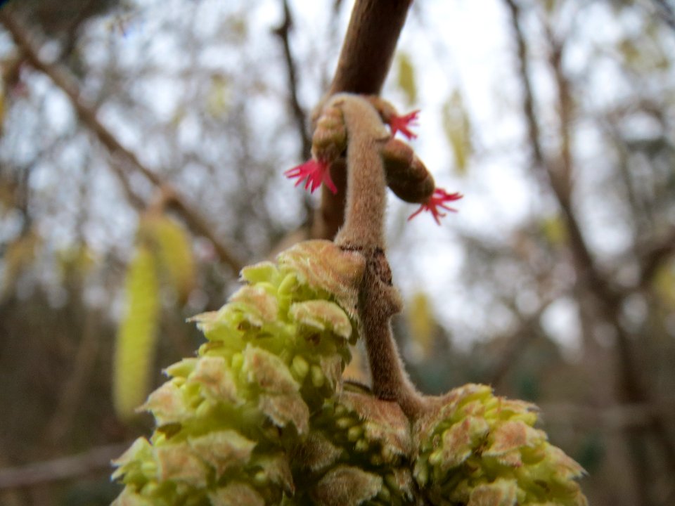 20140119Corylus_avellana2
